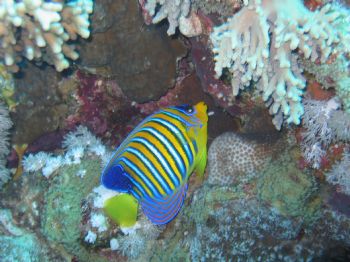 Royal angelfish taken at Ras Mohamed, Sinai with Canon Ix... by Thijs Friederich 